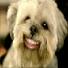 Avatar-animado-Animal-1485.gif