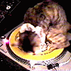 Avatar-animado-Animal-1486.gif