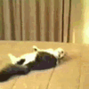 Avatar-animado-Animal-1493.gif