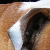 Avatar-animado-Animal-1494.gif