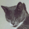 Avatar-animado-Animal-171.gif