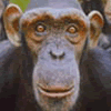 Avatar-animado-Animal-187.gif