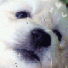 Avatar-animado-Animal-195.gif