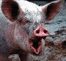 Avatar-animado-Animal-210.gif