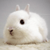 Avatar-animado-Animal-243.gif