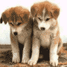 Avatar-animado-Animal-26.gif