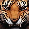Avatar-animado-Animal-261.gif