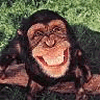 Avatar-animado-Animal-276.gif