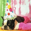 Avatar-animado-Animal-279.gif
