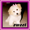 Avatar-animado-Animal-282.gif
