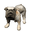 Avatar-animado-Animal-285.gif