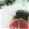 Avatar-animado-Animal-288.gif