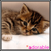 Avatar-animado-Animal-289.gif