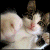 Avatar-animado-Animal-307.gif