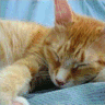Avatar-animado-Animal-325.gif