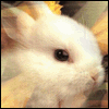 Avatar-animado-Animal-329.gif