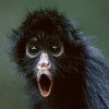 Avatar-animado-Animal-332.gif