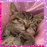 Avatar-animado-Animal-343.gif