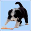 Avatar-animado-Animal-353.gif