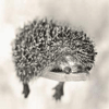 Avatar-animado-Animal-374.gif