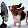 Avatar-animado-Animal-379.gif