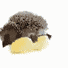 Avatar-animado-Animal-383.gif