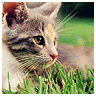 Avatar-animado-Animal-392.gif
