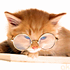 Avatar-animado-Animal-393.gif
