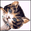 Avatar-animado-Animal-399.gif