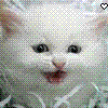 Avatar-animado-Animal-407.gif