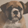 Avatar-animado-Animal-43.gif