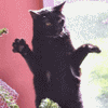 Avatar-animado-Animal-436.gif