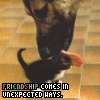 Avatar-animado-Animal-465.gif