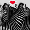 Avatar-animado-Animal-484.gif