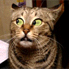 Avatar-animado-Animal-492.gif