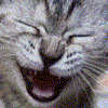 Avatar-animado-Animal-510.gif