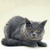 Avatar-animado-Animal-522.gif
