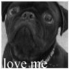 Avatar-animado-Animal-527.gif