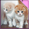 Avatar-animado-Animal-540.gif