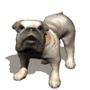 Avatar-animado-Animal-562.gif