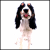 Avatar-animado-Animal-580.gif