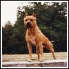 Avatar-animado-Animal-581.gif