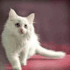 Avatar-animado-Animal-590.gif