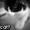 Avatar-animado-Animal-600.gif