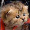 Avatar-animado-Animal-624.gif