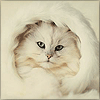 Avatar-animado-Animal-630.gif