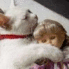 Avatar-animado-Animal-632.gif