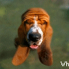 Avatar-animado-Animal-638.gif