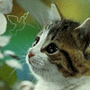 Avatar-animado-Animal-643.gif