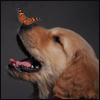 Avatar-animado-Animal-644.gif